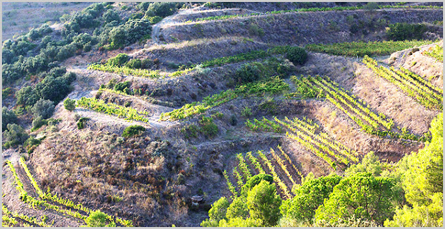 DOQ Priorat