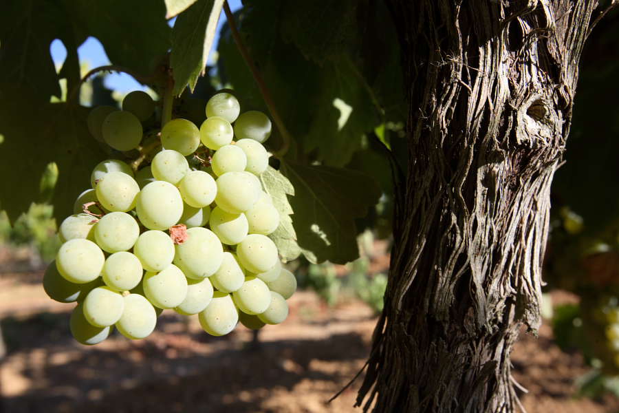 Herdade do Esporão - Uvas